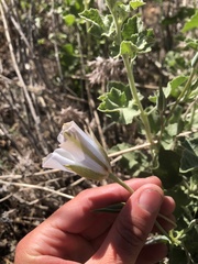 Calochortus invenustus