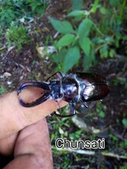 Sphaenognathus bellicosus