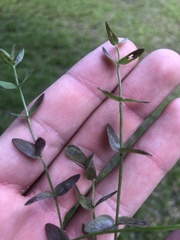 Scutellaria parvula australis