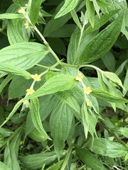Lithospermum latifolium
