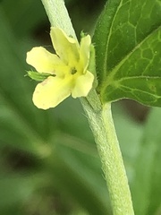 Lithospermum latifolium