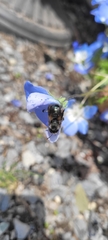 Osmia lignaria