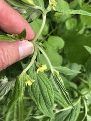 Lithospermum latifolium