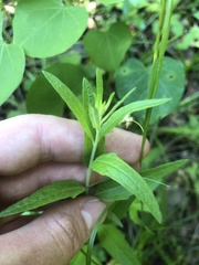 Brickellia eupatorioides texana