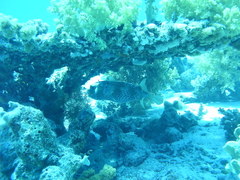 Cyclichthys spilostylus