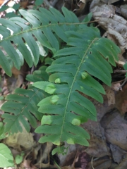 Taphrina polystichi