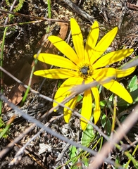 Arctotis bellidifolia