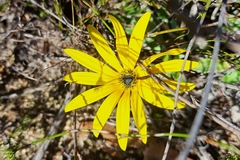 Arctotis bellidifolia