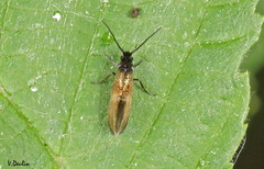 Micropterix mansuetella