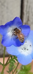 Apis mellifera