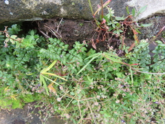 Cheilanthes quadripinnata