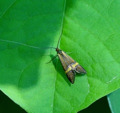 Nemophora degeerella