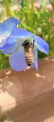 Apis mellifera