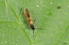Micropterix mansuetella
