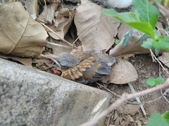 Turdus rufopalliatus