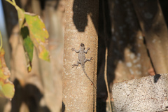 Sceloporus clarkii