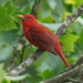 Summer Tanager - Photo (c) Daniel S. Katz, some rights reserved (CC BY), uploaded by Daniel S. Katz