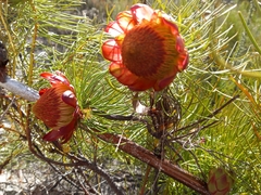 Protea pityphylla