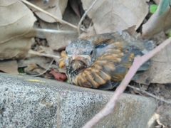 Turdus rufopalliatus