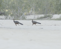 Penelope ochrogaster