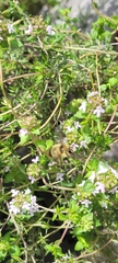 Bombus mixtus