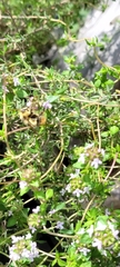 Bombus mixtus