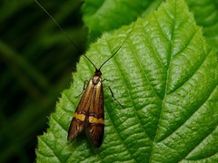Nemophora degeerella