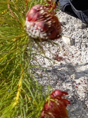 Protea pityphylla