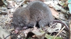 Mole-Like Rice Tenrec photo 1