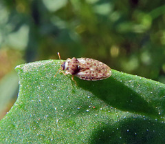 Piesma maculatum