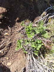 Cheilanthes quadripinnata