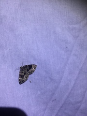 Gandaritis atricolorata