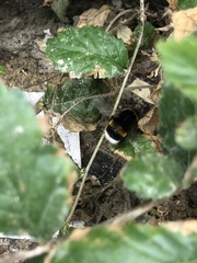 Bombus