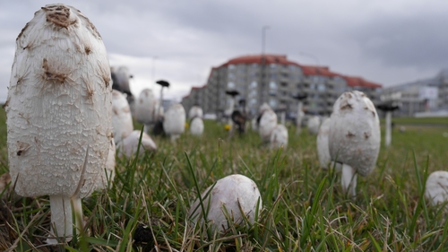 Čupava gnojištarka (Coprinus comatus)