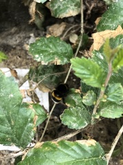 Bombus