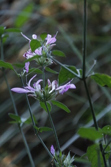 Dicliptera clinopodia