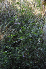 Dicliptera clinopodia