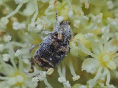 Valgus canaliculatus