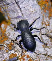 Zopherus uteanus
