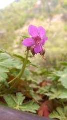 Geranium macrorrhizum