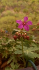 Geranium macrorrhizum