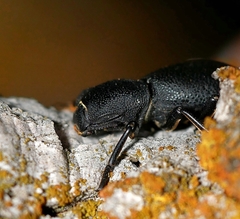 Zopherus uteanus