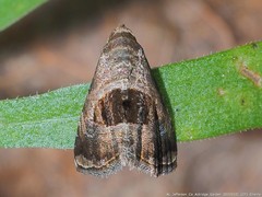 Tripudia rectangula