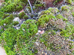 Selaginella caffrorum