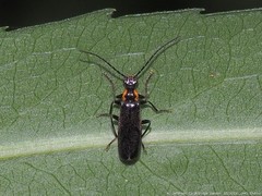 Rhagonycha angulata