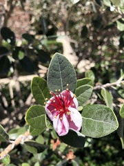 Feijoa