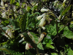 Symphytum grandiflorum