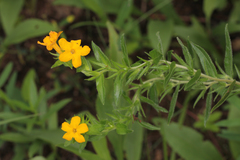 Lithospermum caroliniense croceum