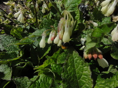 Symphytum grandiflorum