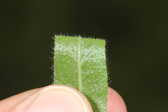 Lithospermum caroliniense croceum